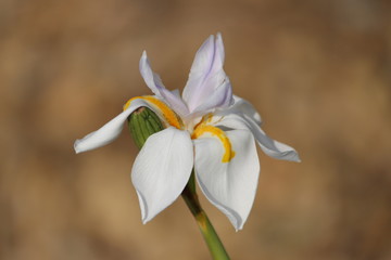 Dietes grandiflora - white iris closeup