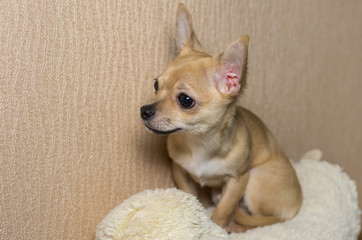 Indoor portrait of curious Chihuahua puppy (5,5 month old) sitting on a sofa