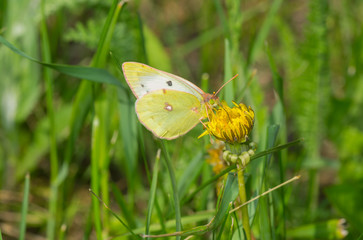 Ordinary cabbage butterfly (Pieris brassicae) sucking nectar on a dandelion flower