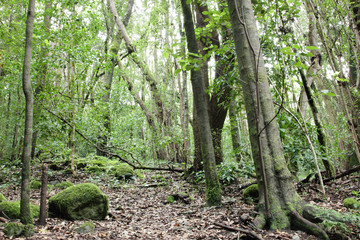 Urwald Bäume Regenwald Wald La Gomera Kanarische Inseln 