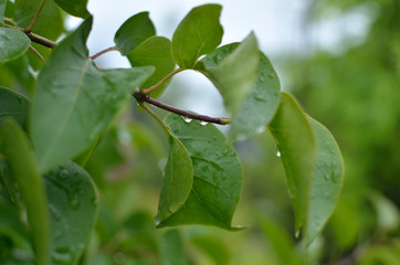 Raindrops on green leaves after spring rain