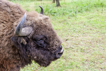 Bialowieski National Park - Poland. Aurochs head. © Doin Oakenhelm