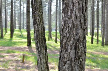 Coniferous forest behind a tree trunk in spring time