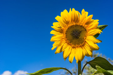 Sonnenblume mit Insekt 