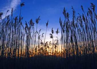 Field of tall grasses silhouetted by the setting sun.
