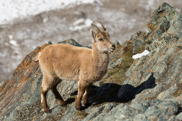 Wild Young Alpine Ibex on a Cliff