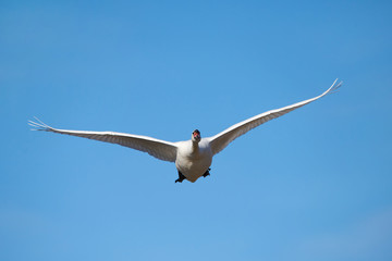 Mute swan (Cygnus olor)
