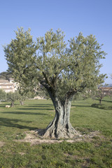 Fototapeta na wymiar Olive Trees in Lourmarin, Provence, France