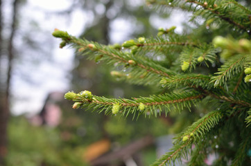 Wet branch of coniferous tree with raindrops after spring rain