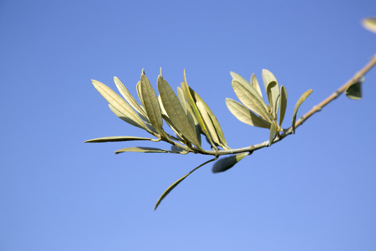 Olive Tree Branch, Provence
