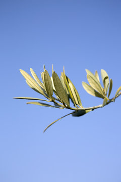 Olive Tree Branch, Provence