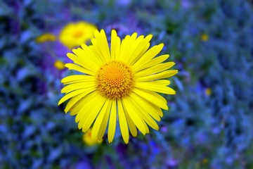 large  yellow flower