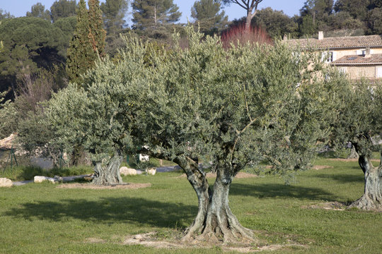 Olive Trees in Lourmarin, Provence