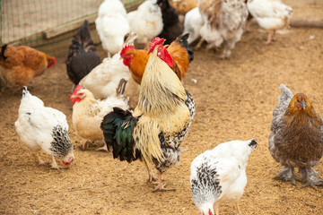 Chickens on traditional free range poultry farm