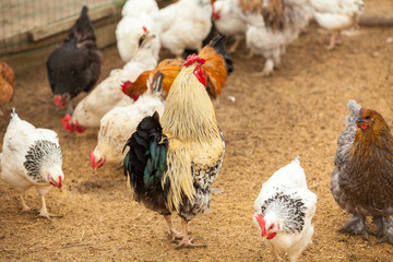 Chickens on traditional free range poultry farm