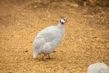 Helmeted Guinea Hen Bird