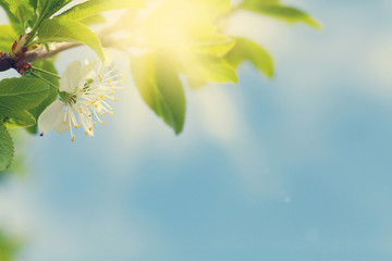 Fototapeta na wymiar Apple blossom tree in front of blue sky