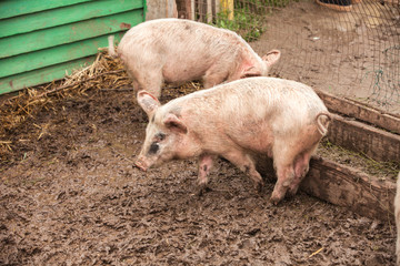 small dirty pig in the farm