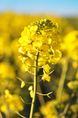 Rapeseed