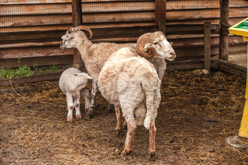 Obraz premium sheep on a farm