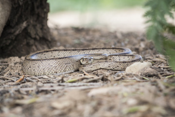 Obraz premium Rhinechis scalaris, called also stairs Snake, Spain