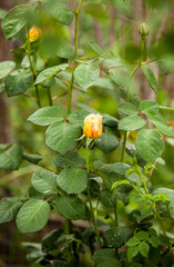 Yellow Cottage Rose Rosa