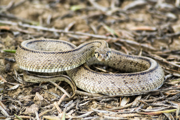 Rhinechis scalaris, called also stairs Snake, Spain