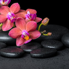 Naklejka na ściany i meble beautiful spa concept of blooming twig red orchid flower, phalae