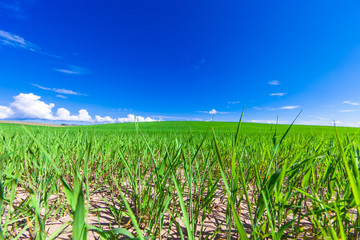 Obraz premium Green Field and Beautiful Sunset