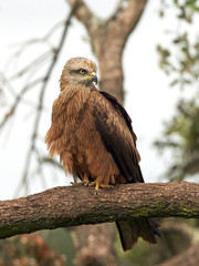 Black kite (Milvus migrans)