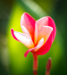 Plumeria (frangipani) on green background.