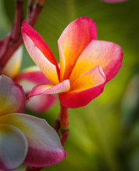Obraz premium Plumeria (frangipani) on green background.