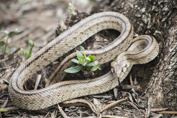 Rhinechis scalaris, called also stairs Snake, Spain