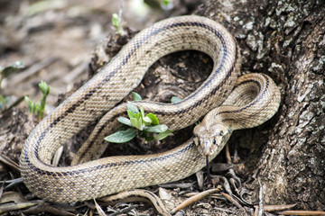 Rhinechis scalaris, called also stairs Snake, Spain