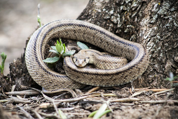 Rhinechis scalaris, called also stairs Snake, Spain