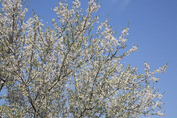 Blossom on Tree