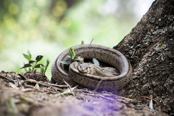 Rhinechis scalaris, called also stairs Snake, Spain