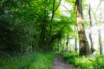 Fototapeta premium Beautiful English woodland on a spring morning