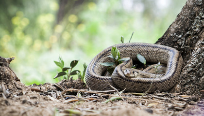 Rhinechis scalaris, called also stairs Snake, Spain