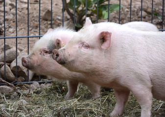 2 kleine Schweine