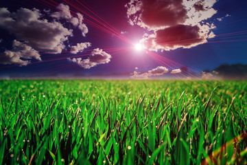 Obraz premium Green Field and Beautiful Sunset