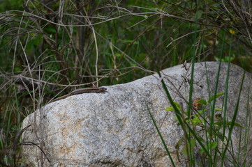 Lézard des murailles