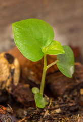 Green seedling growing out of soil