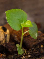 Green seedling growing out of soil