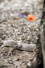 Rhinechis scalaris, called also stairs Snake, Spain