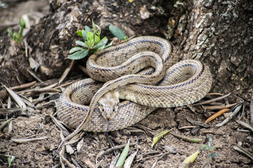 Rhinechis scalaris, called also stairs Snake, Spain