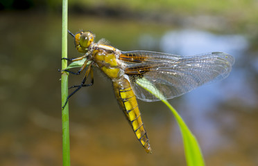 Libellula depressa (female) - dragonfly (Broad-bodied chaser) sitting on a grass