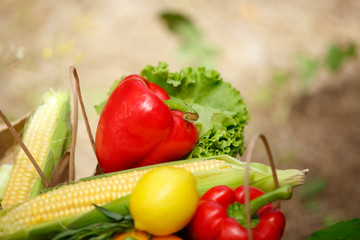 autumn fresh vegetables 