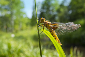 Libellula depressa (female) - dragonfly (Broad-bodied chaser) sitting on a grass