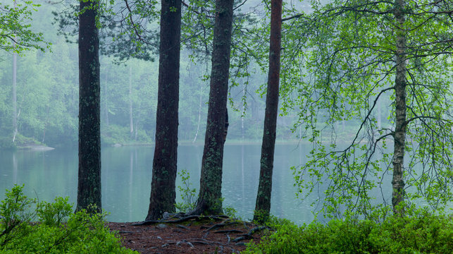 Lake in the forest. Light rain. Nordic springtime. 3